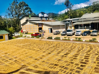 Coffee Farm Drying Coffee