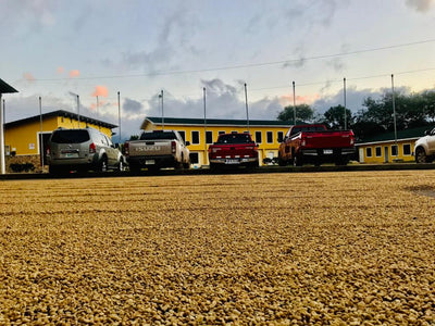 Coffee drying